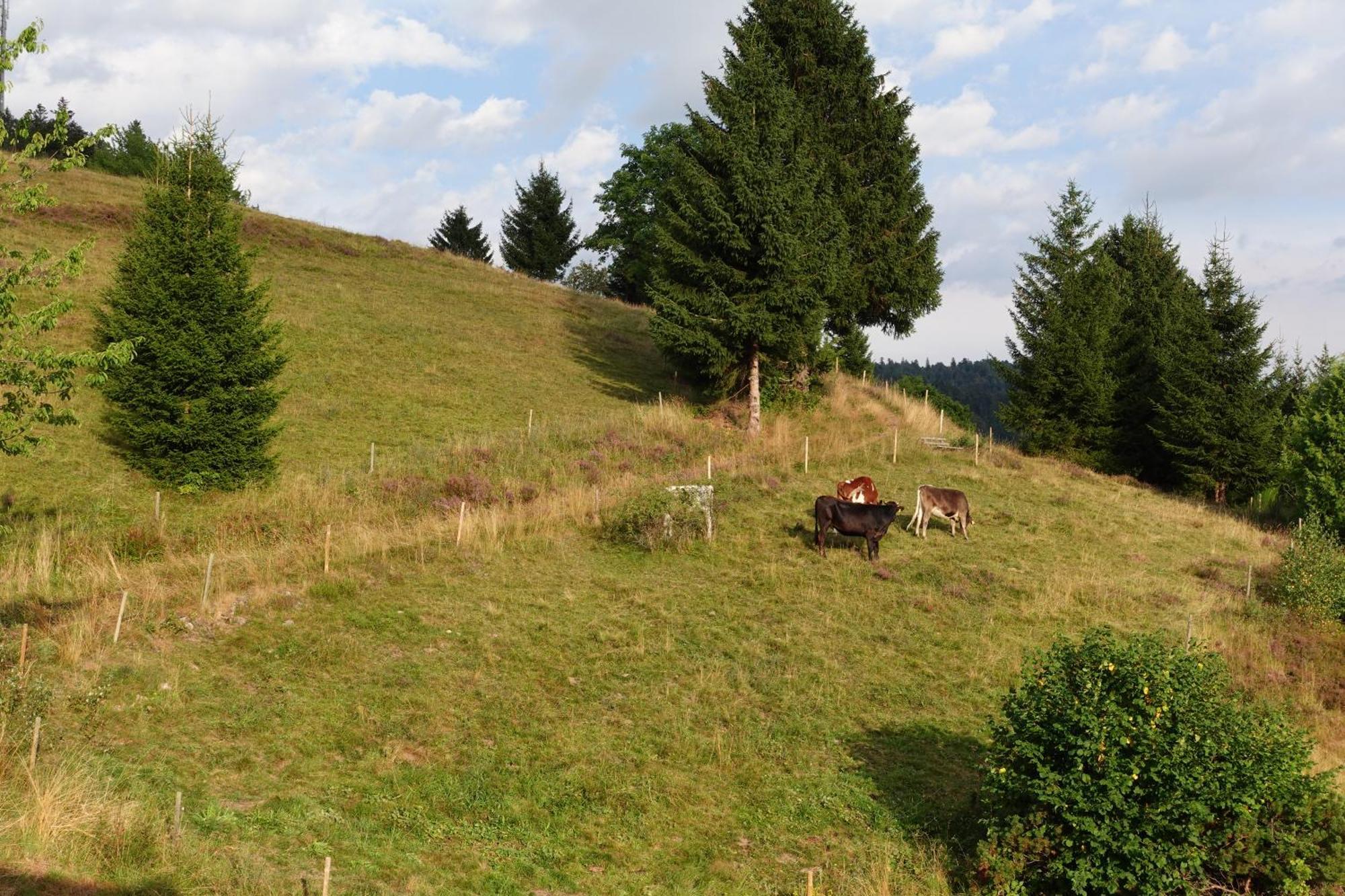 Apartments Amalia - Mit Wlan Und Sky In Traumhafter Lage Todtmoos Quarto foto